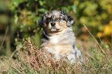 BERGER AUSTRALIEN PUPPIES 158
